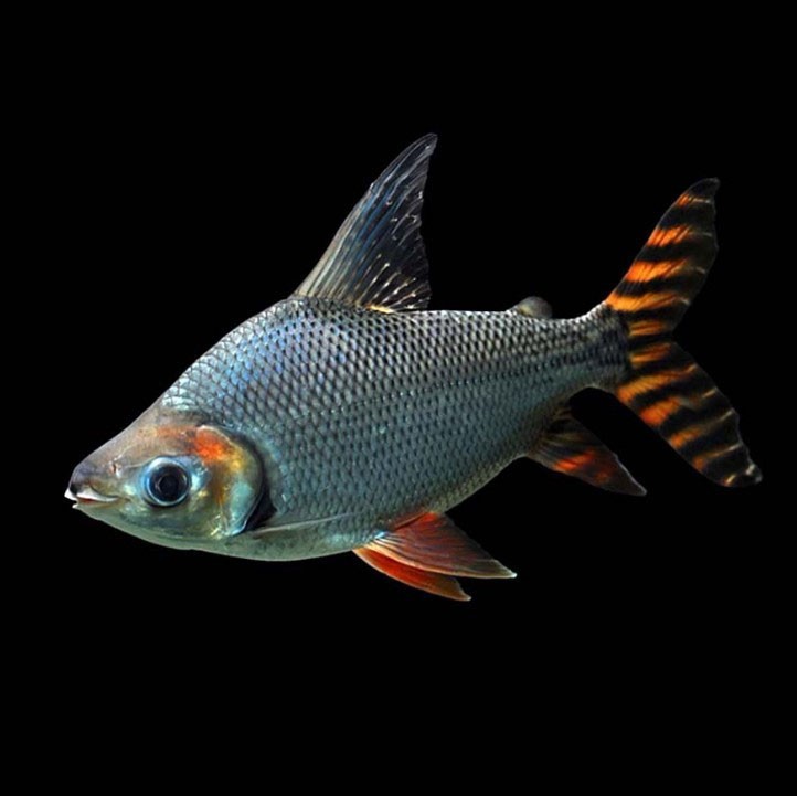 Kuala Muda Straight striped Phoenix fish