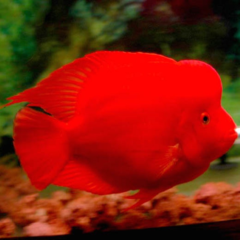 Kuala Muda Caishen parrot fish - red Caishen fish