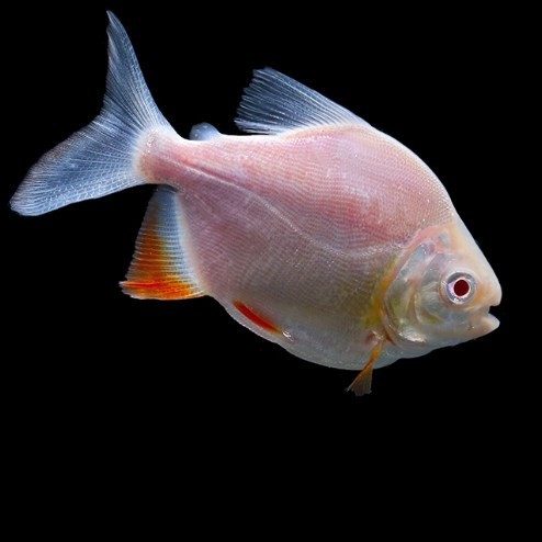 Kuala Muda Baizi silver plate fish