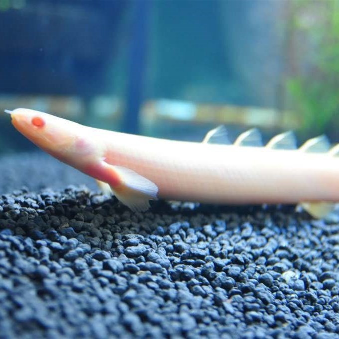 Kuala Muda Albino nine horned Arowana