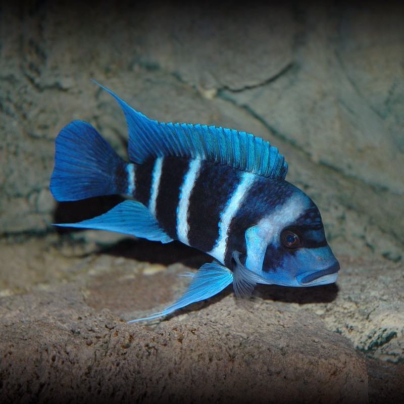 Kuala Muda Ibaka fish