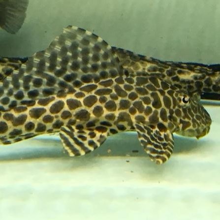 Kuala Muda Leopard fish