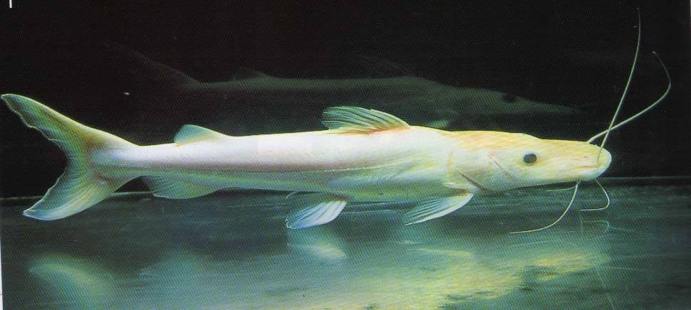 Kuala Muda Albino duck billed fish