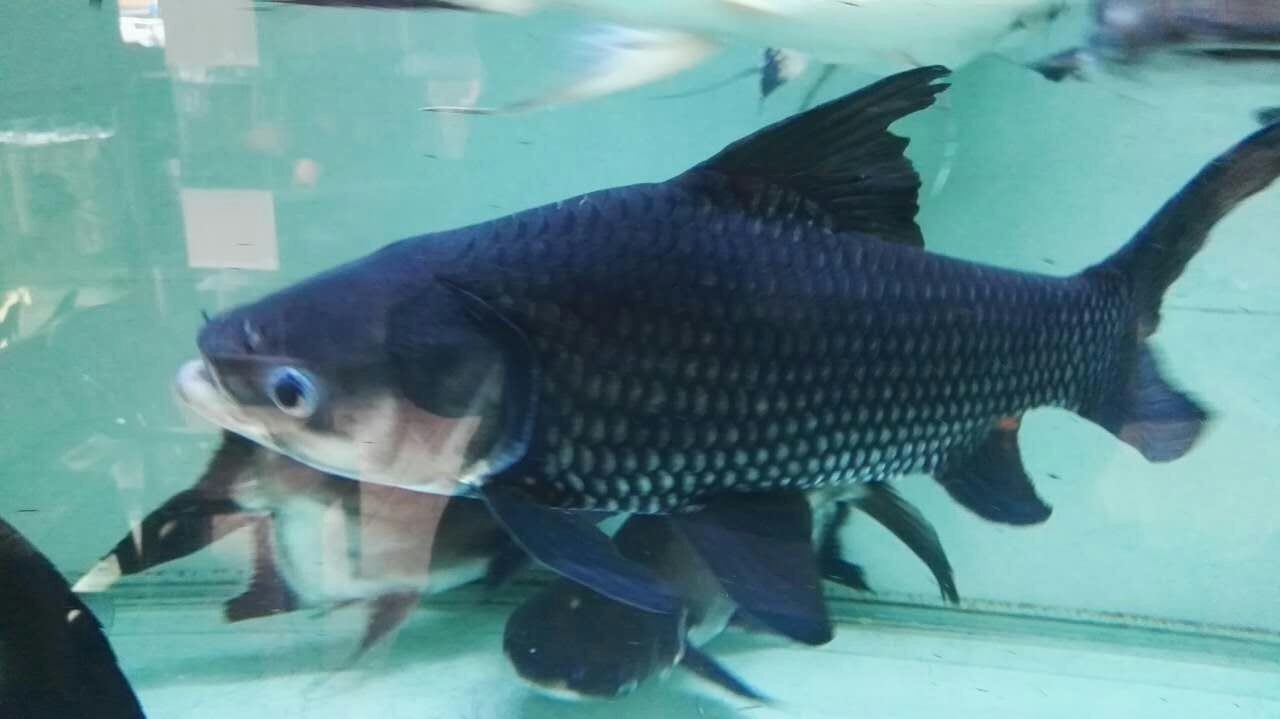 Kuala Muda Siamese giant carp