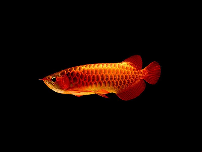 Kuala Muda Red arowana with blue background