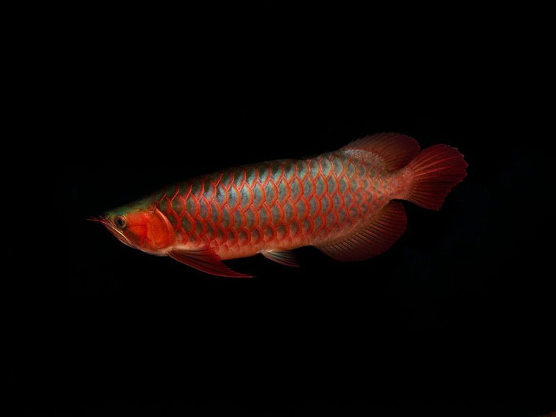 Kuala Muda Red arowana with green bottom