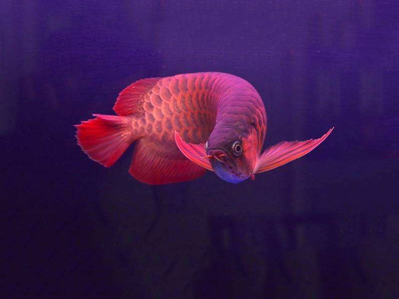 Kuala Muda Chili red arowana 2