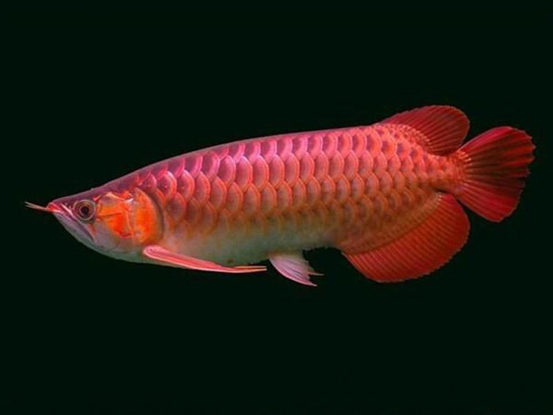 Kuala Muda Chili red Arowana