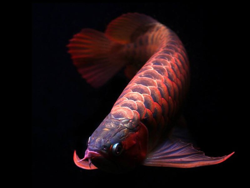 Kuala Muda Orange red Arowana