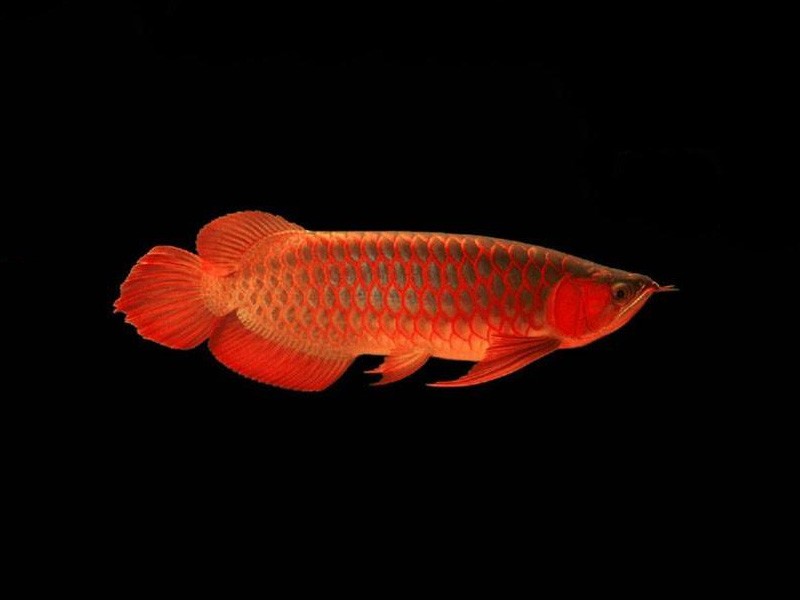 Kuala Muda Red bottom red Arowana