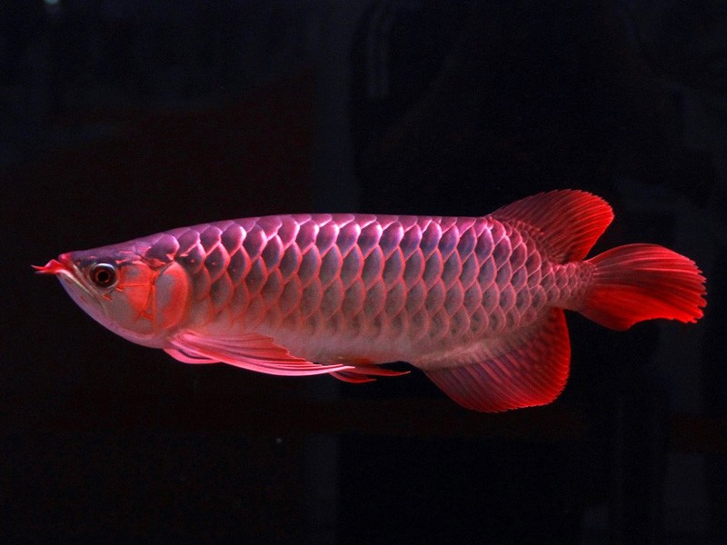 Kuala Muda Great Lake red Arowana